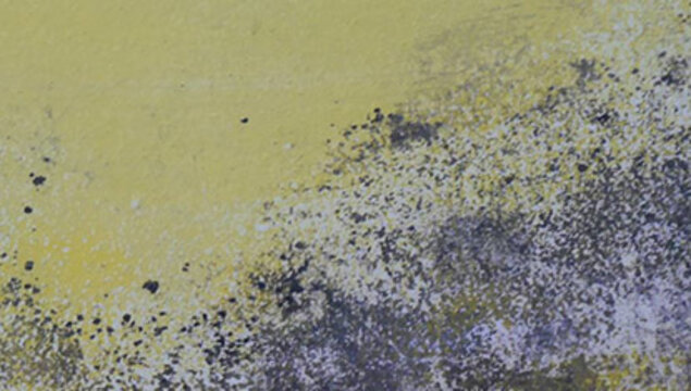 Fachwissen zum Thema Schimmel – Expertise aus dem Fraunhofer IRB